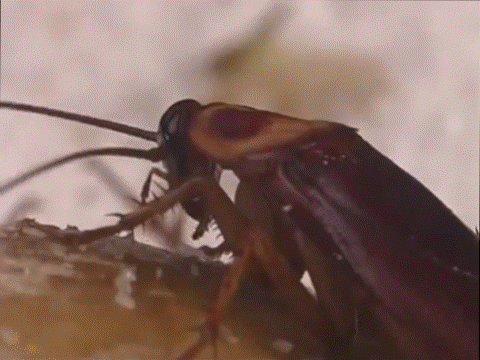 cockroach-pest-toowoomba