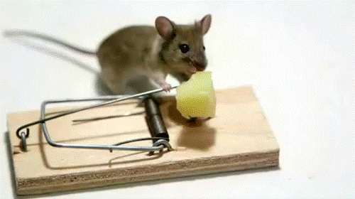 mouse-toowoomba-pest